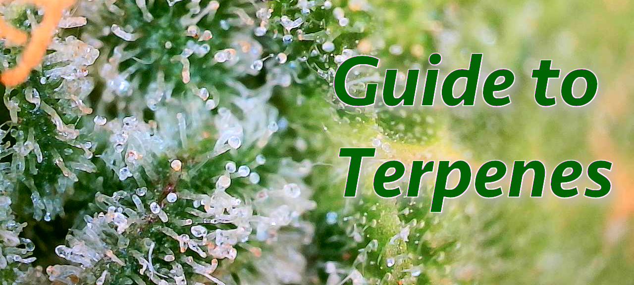 Guide to Terpenes